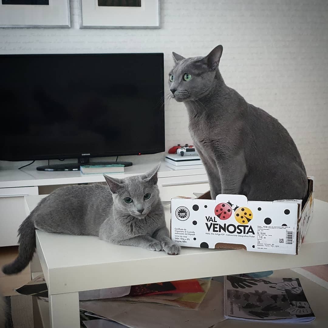 Russian Blue Kittens for Sale California - Breeder Photo Gallery - Purebred Russian Blue Cats - Silver Blue Coat